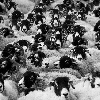 a sampling of sheep